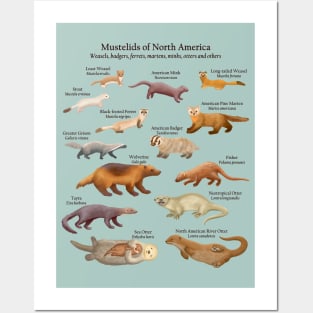 Mustelids of North America: Weasels, Otters, and Others (Light Background) Posters and Art